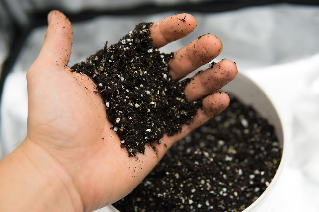 Perlite in Blumenerde
