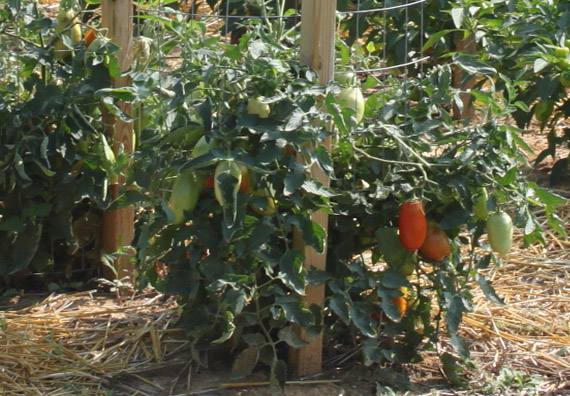 Dünger für Tomatenpflanzen